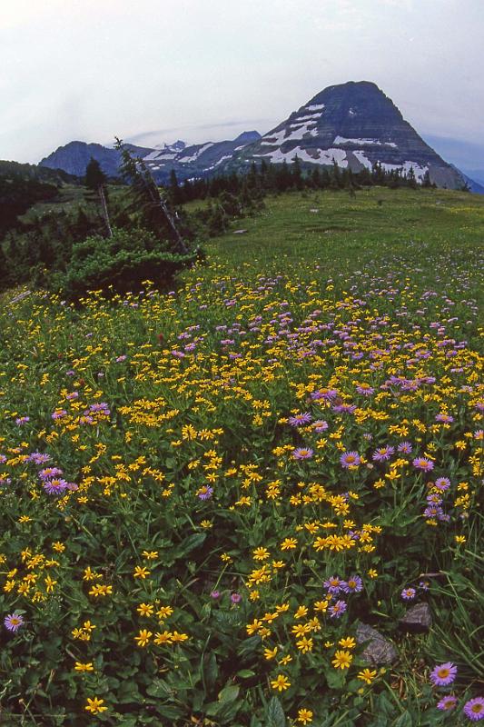 Glacier NP Aug-1990 Flowers Bearhat Mtn.jpg